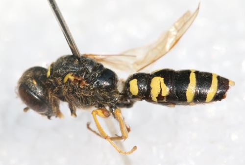 Philanthus coronatus